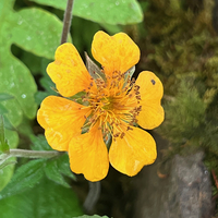 Geum 'Karlskaer'